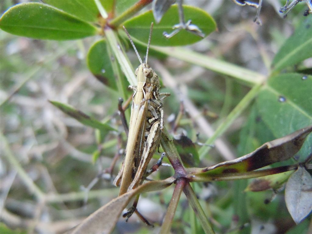 Chorthippus brunneus brunneus con acaro e Omocestus cfr petraeus